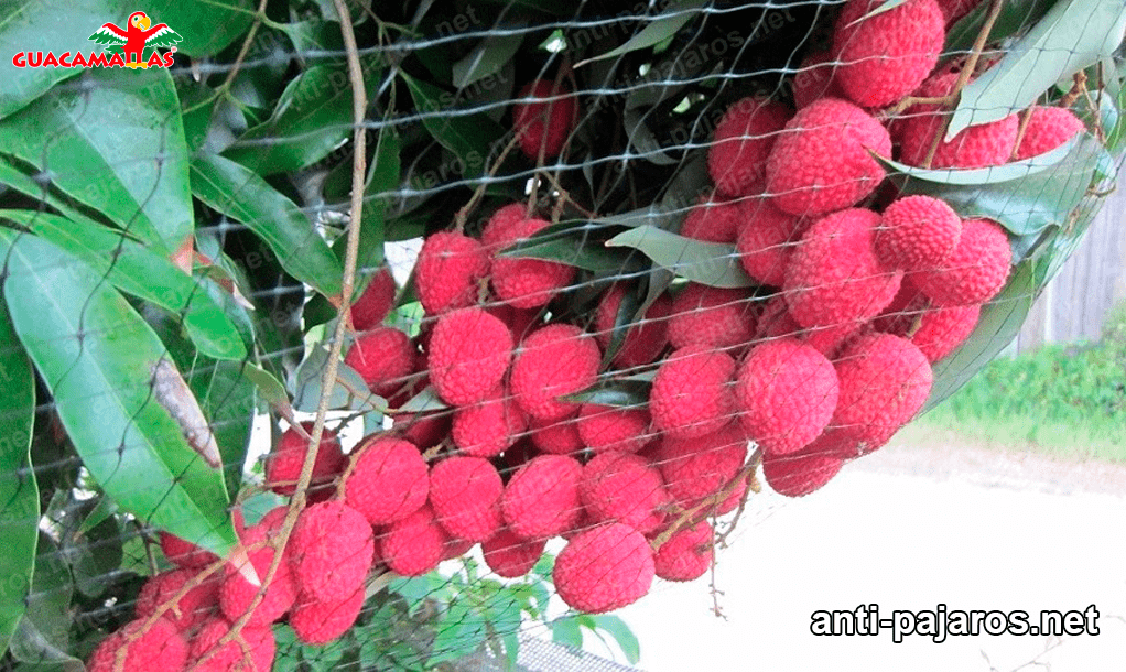 frambuesas protegidas por la red anti aves