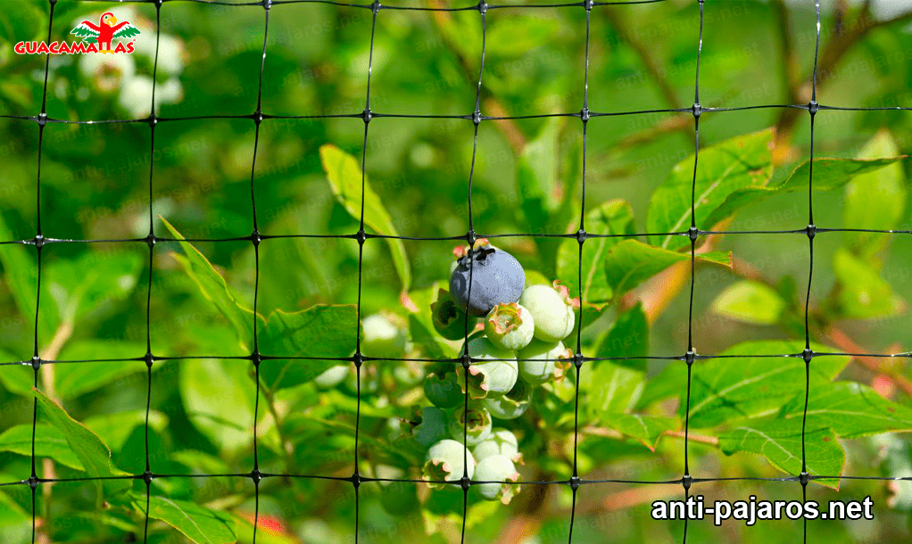 malla anti pajaros